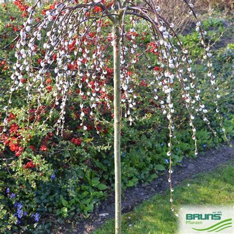 Maybe you would like to learn more about one of these? Salix caprea 'Pendula', Hänge-Kätzchen-Weide von Bruns ...
