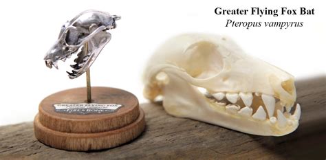 Greater Flying Fox Bat Skull Jewelry And Collectible From Fire And Bone