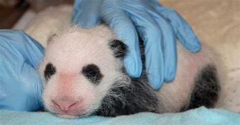 National Zoos Giant Panda Cub Receives Her First Full Veterinary Exam
