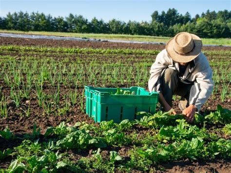 What Is Organic Farming Earthorg Kids