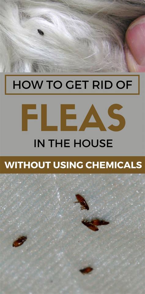 Best Tricks To Get Rid Of Fleas In Your House How To Get Rid Of Fleas