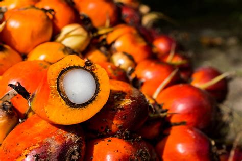 Oil Palm Fruit Fresh Palm Oil Fruit Sentabai Village Wes Flickr