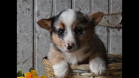 Visit us now to find the right pembroke welsh corgi for you. Welsh Corgi Puppies for Sale - YouTube