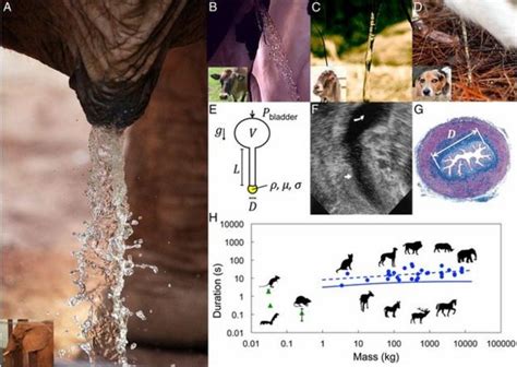 Universal Urination Duration Wins Ig Nobel Prize Bbc News