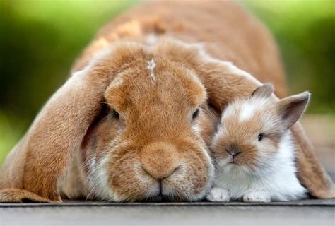 Kaninchend Jappyde Haustiere Süße Tiere Tiere