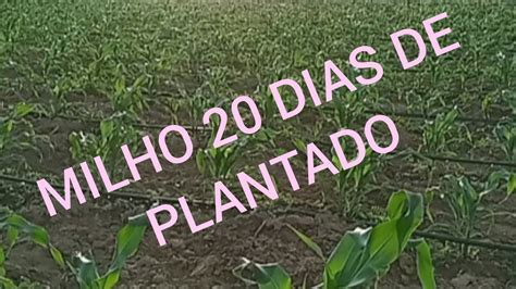 Quanto Rende 1 Kg De Milho Plantado