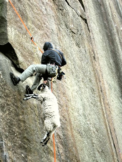 Tom Iresons Climbing Stories Youre The Sheep Guy Rescuing Sheep