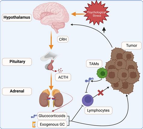 Frontiers Glucocorticoid Regulation Of Cancer Development And Progression