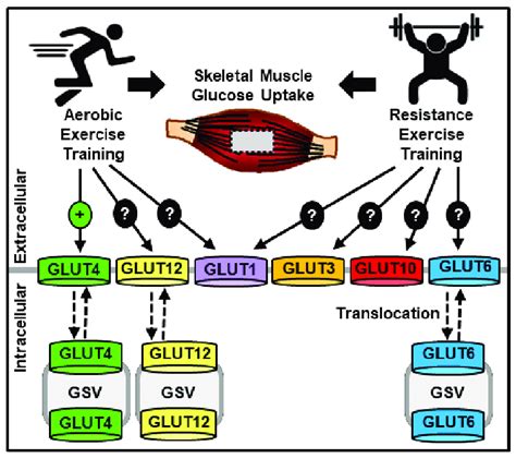 Model Of Aerobic And Resistance Exercise Training Effects On Skeletal Download Scientific