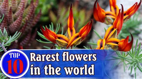 Flowers, with their bright colours and unique shapes, are a wonder of the nature. Top 10 Most Beautiful And Rarest Flowers In The World ...