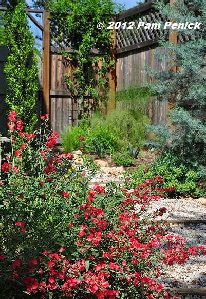 It is a type of dogwood and in winter its stems turn a bright red or yellow that but perhaps the most miraculous winter flowering shrub is the camellia. How to green up your winter garden in central Texas - Digging