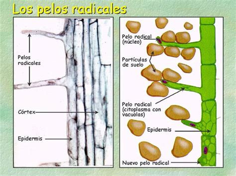 Información Agrícola Nutrición Vegetal Sistema De Absorción