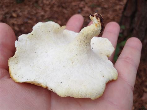 Need Help Identifying Stalked Polypore Mushroom Hunting And