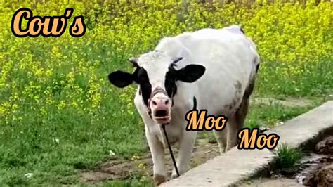 Cow Mooing Sound Effect Youtube