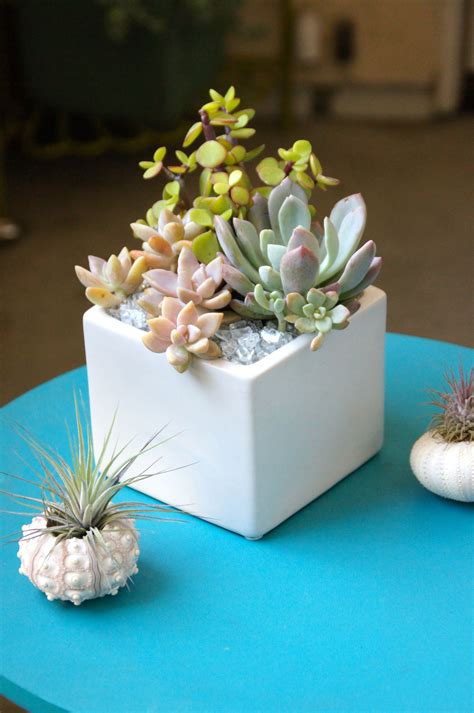 Small Succulent Arrangements In Pots Types Of Succulent Plant