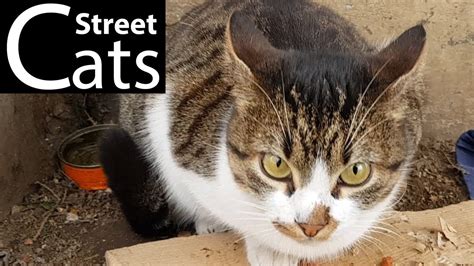 These are balanced for the needs of dogs and cats, which are carnivorous, not those of omnivores like us. Street Cat Eating Dry Food - YouTube