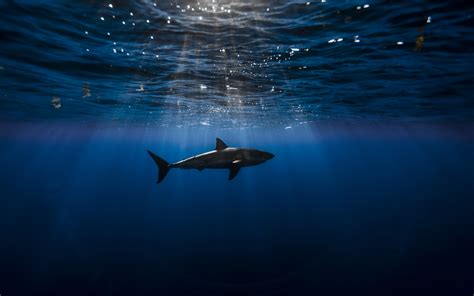 Desktop Underwater HD Wallpapers | PixelsTalk.Net