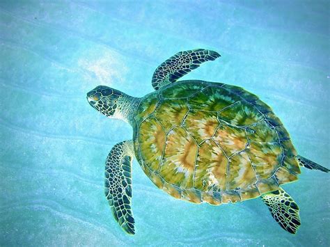 Caribbean Green Sea Turtle Photograph By Annette Kirchgessner Pixels