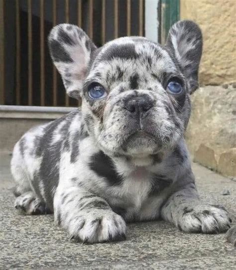 Check spelling or type a new query. What Are The Rare French Bulldog Colors? - Little French Dog