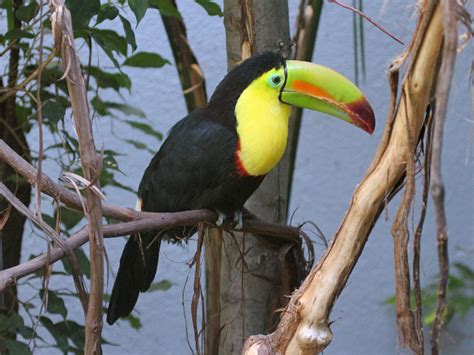 Keel Billed Toucan Pics With Images Pet Birds National Aviary