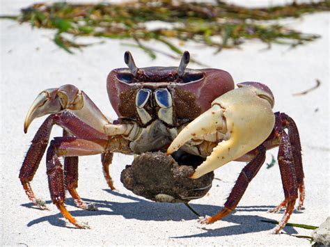 Really hermite crabs dont eat other crabs,if one crabs dies and u dont feed the other then it might eat the died crab but crabs dont eat other crabs. Do You Know What Crabs Eat? Find Out Now - Animal Sake