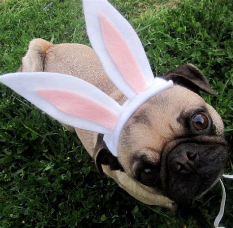 Easter Bunny Ears Dog Or Cat Hat Fits All Sizes