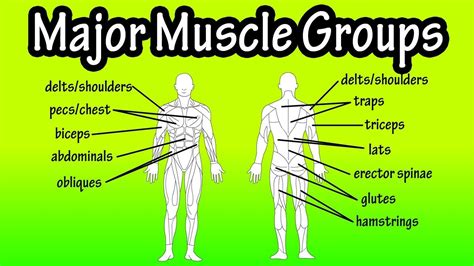 Major Muscle Groups Of The Human Body Muscle Groups Major Muscles