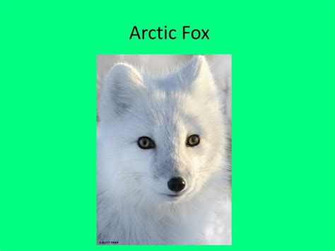 Ppt Arctic Fox Powerpoint Presentation Free Download Id4837245
