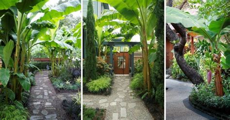 Daun pisang dalam kuliner nusantara memiliki peran utama sebagai pendukung dekorasi, pelengkap, dan pengemas bahan makanan. Inspirasi Dekor Laman Menggunakan Pokok Pisang - IMPIANA