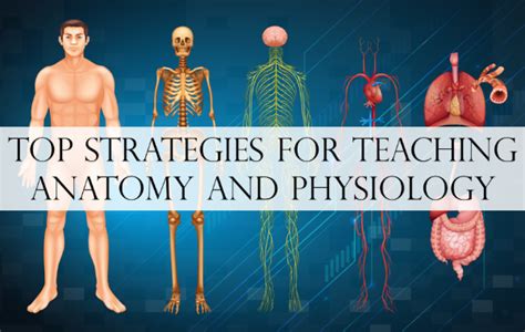 Top Strategies For Teaching Anatomy And Physiology