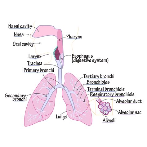 Draw It To Know It Respiratory Tract Respiratory System Anatomy