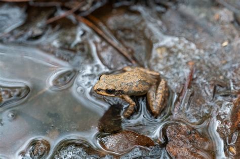 Southern Chorus Frog South Carolina Partners In Amphibian And Reptile