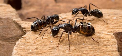 In that time, we've become an industry leader in. Pest Control Campbelltown | Leading Pest Management