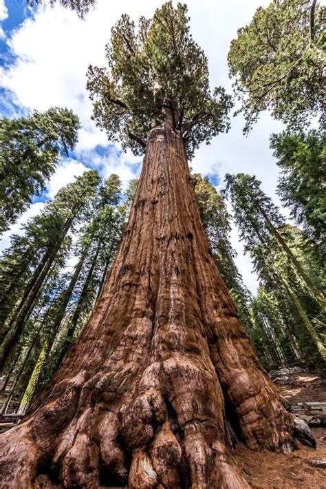 11 Most Remarkable Trees On The Planet 4 Giant Sequoias The General