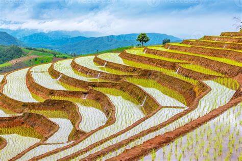 Rice Terraced At Ban Pa Pong Piang Chiang Mai 4611750 Stock Photo At