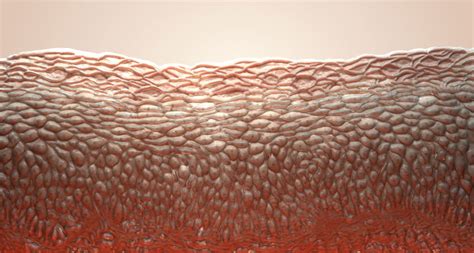 Gene Therapy Fixes Rare Skin Disease Science News Learning