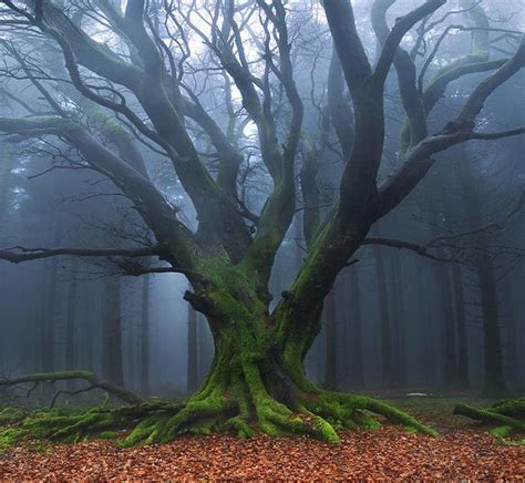 Mystical Tree In The Mystical Forest Beautiful Nature Nature Tree Tree