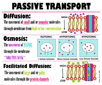 Active transport requires chemical energy because it is the movement of. Passive transport. Passive Transport and Active Transport ...