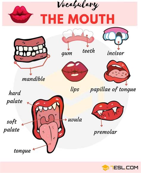 Learn useful vocabulary related to the face and how to describe different parts of the face with examples and esl printable Parts of the Mouth: Useful Mouth Parts Names with Pictures ...
