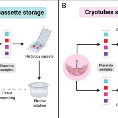 Tissue Sample Storage Process For Each Sampling Site A Histology