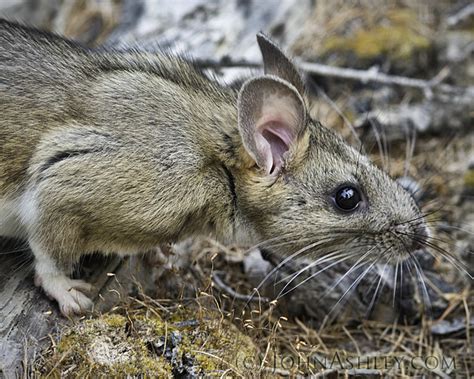 They occur in a wide variety of habitats, from deserts to boreal forests. Wild and Free Montana: Hot Rod Ratpack
