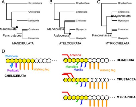 Competing Hypotheses In Arthropod Phylogeny A