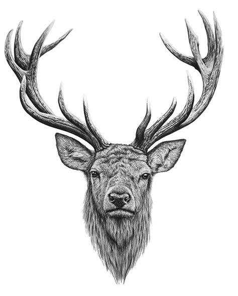 Pin By ~~~ On วอลเปเปอร์ Deer Head Tattoo Deer Tattoo Designs