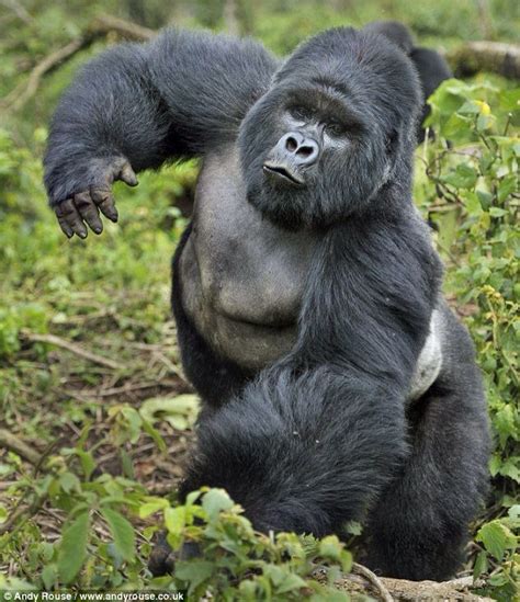 Male Mountain Gorilla Gorilla Silverback Gorilla Animals Wild