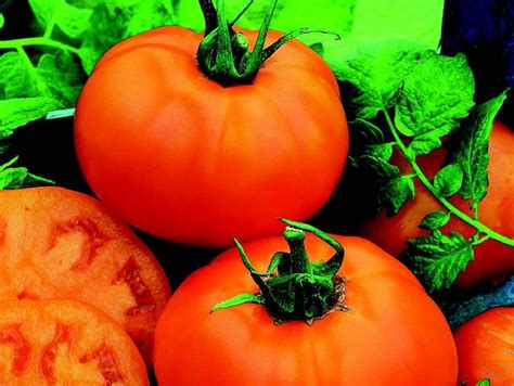 Chefs Choice Orange Hybrid Tomato T Seeds — Seeds N Such
