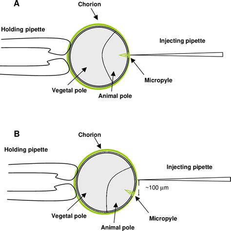 Intracytoplasmic Sperm Injection Telegraph