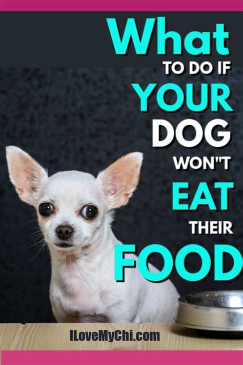My dog won't eat dog food but eats treats. What to do if your Dog won't Eat their Food | Big dog ...