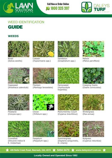 Weed Identification Guide For Lawn By Terry Daley Issuu