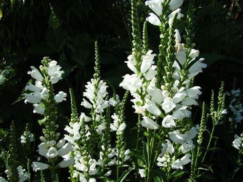 Het is een bodembedekkende plant, die sterk in de breedte groeit. Afbeeldingsresultaat voor vaste planten met witte bloemen ...