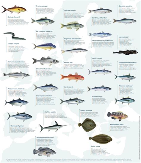 Ce pești trăiesc în Marea Neagră Care sunt cei mai cunoscuți